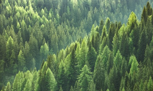 [In the Media] Labs of Latvia: Riga Forests involved in developing digital tool for monitoring and managing forest risks